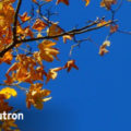 Latest Updates from Soutron